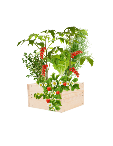 Skrzynia na warzywa skrzynie na warzywniak inspekt donica grządka 18x30x30 - produkt 2