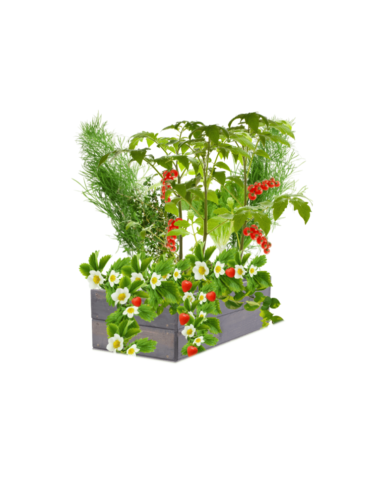 Uprawowe skrzynie ogrodowe- Warzywniaki- skrzynia do uprawy - Skrzynia na warzywa skrzynie na warzywniak inspekt donica grządka 18x60x30 - produkt b2b.wamar.biz 2