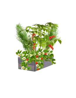 Skrzynia na warzywa skrzynie na warzywniak inspekt donica grządka 18x60x30 - produkt 2