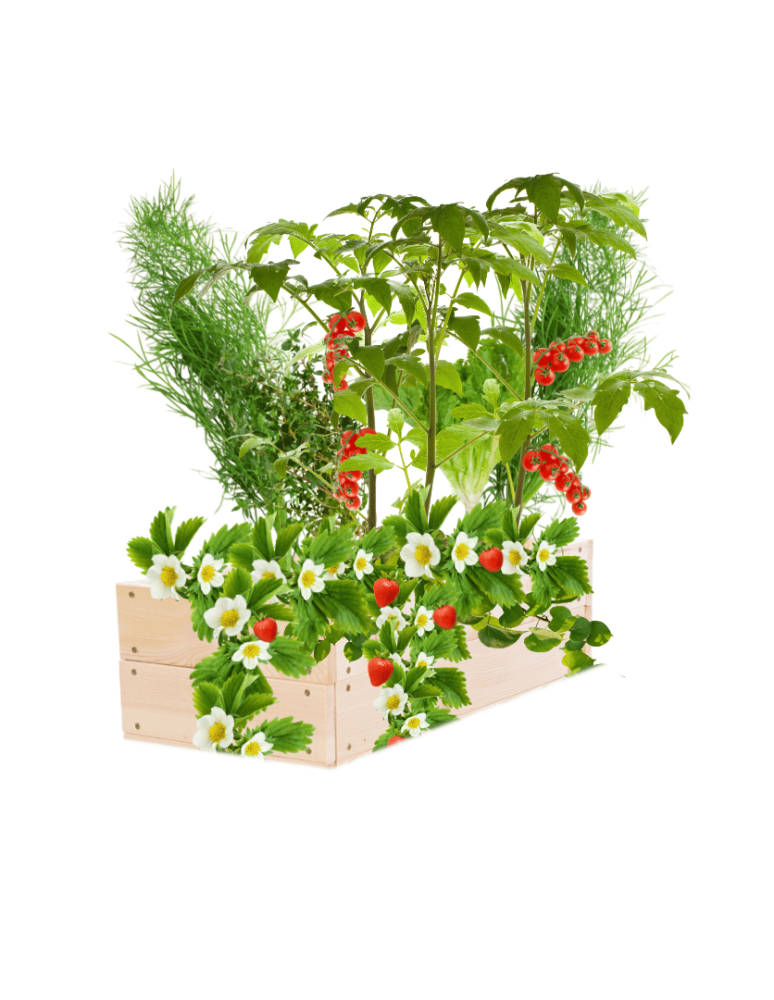 Uprawowe skrzynie ogrodowe- Warzywniaki- skrzynia do uprawy - Skrzynia na warzywa skrzynie na warzywniak inspekt donica grządka 18x60x30 - product b2b.wamar.biz 2