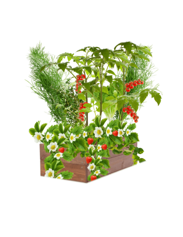 Skrzynia na warzywa skrzynie na warzywniak inspekt donica grządka 18x80x30 - produkt 2