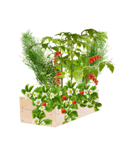 Skrzynia na warzywa skrzynie na warzywniak inspekt donica grządka 18x90x30 - product 2