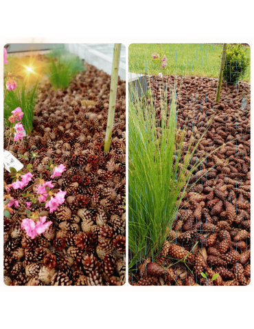 Surowce organiczne - SZYSZKI DO OGRODU  na RABATY ŚCIÓŁKĘ GRZĄDKI DEKORACJE eko 25KG 120L 3700SZT - product 13